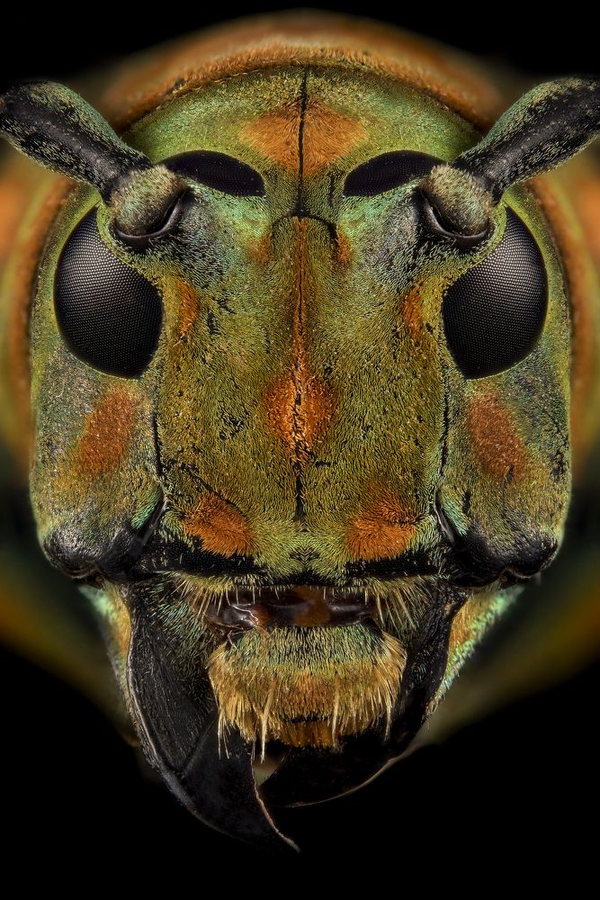 Cerambicidae head