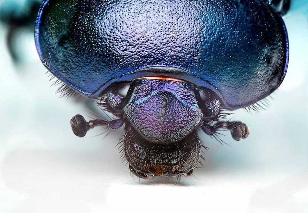 dung beetle