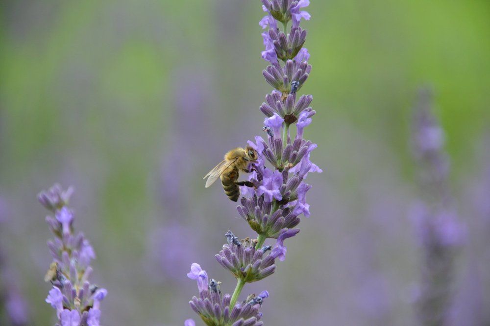 Lavander blossom