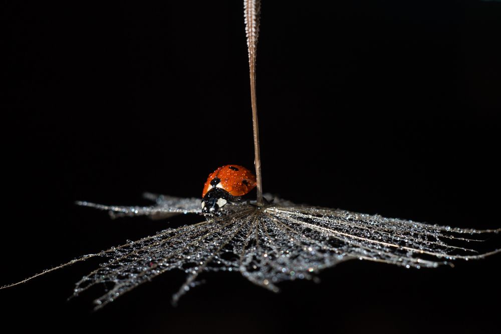 Мэри Поппинс, до свидания!