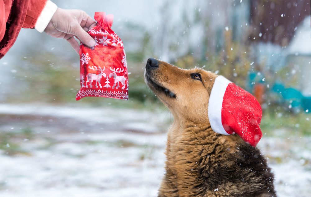 Рождественский подарок