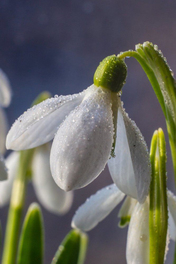 подснежник