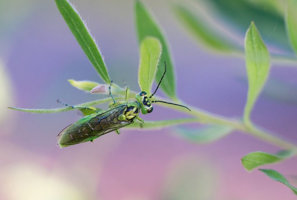 Зеленый пилильщик