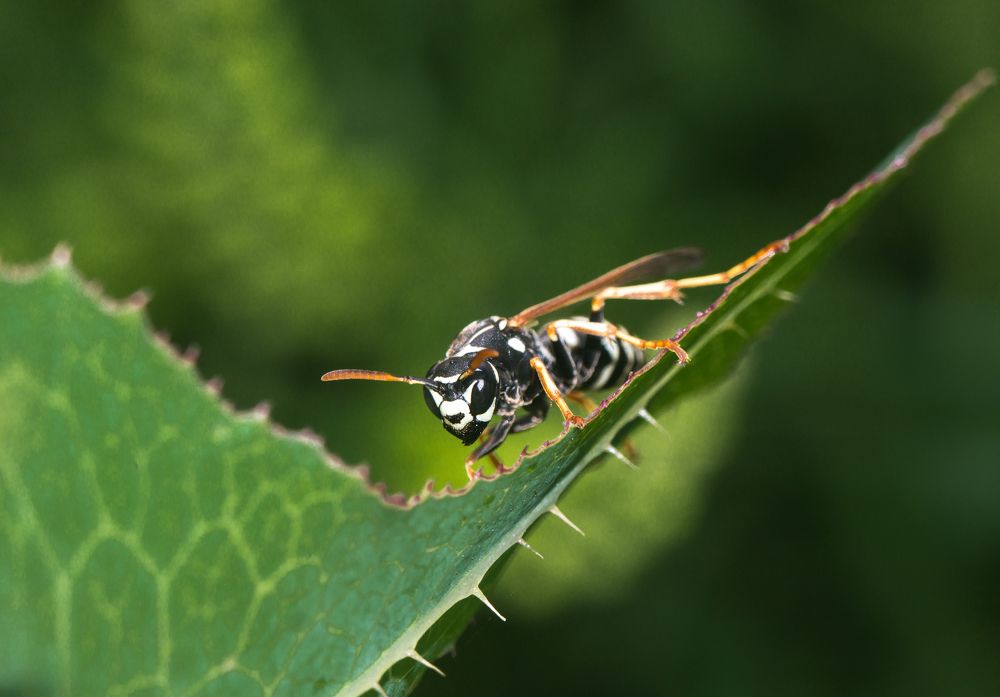 За секунду до атаки