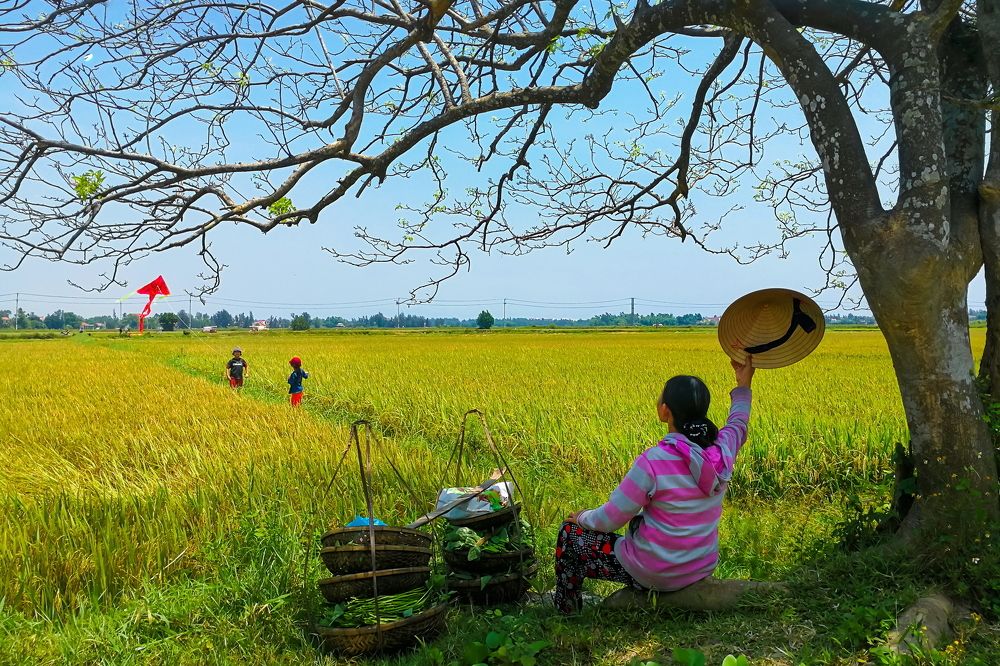 The rice field is ripe!