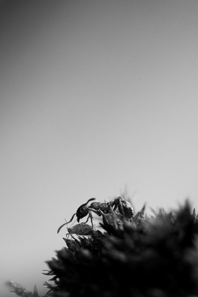 Муравей и его питомец.