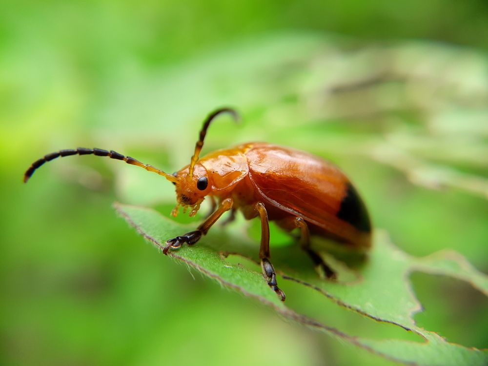 Beetles