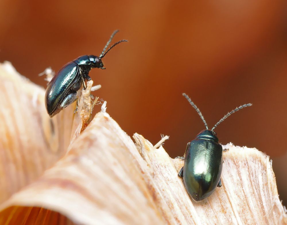 Блестящая парочка