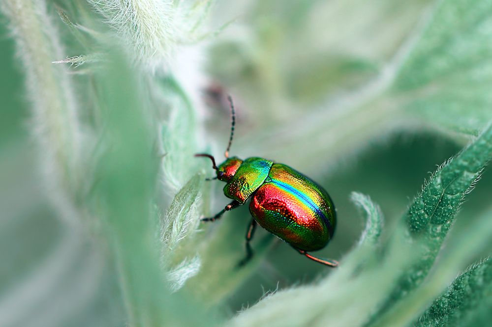 Поскользнулся, упал, очнулся в сказке...