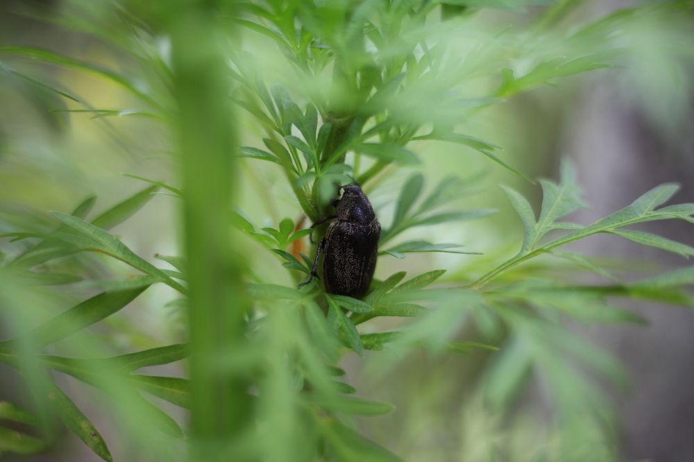 smart beetle hiding