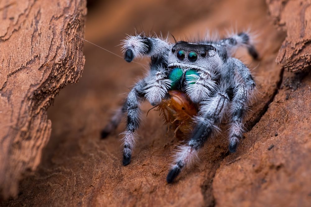 A pilipus jumping spider happy meal
