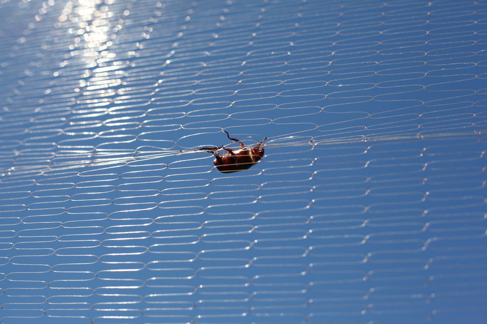 beetles trapped in the net