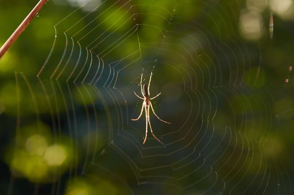 паучок на паутинке