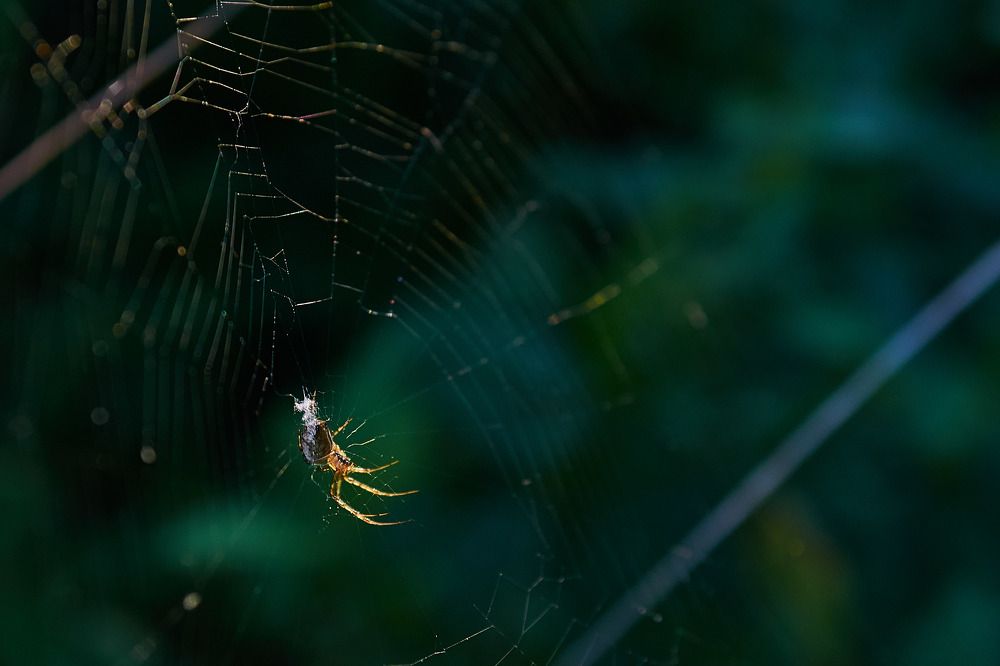 паук вьёт паутину/spider spinning a web