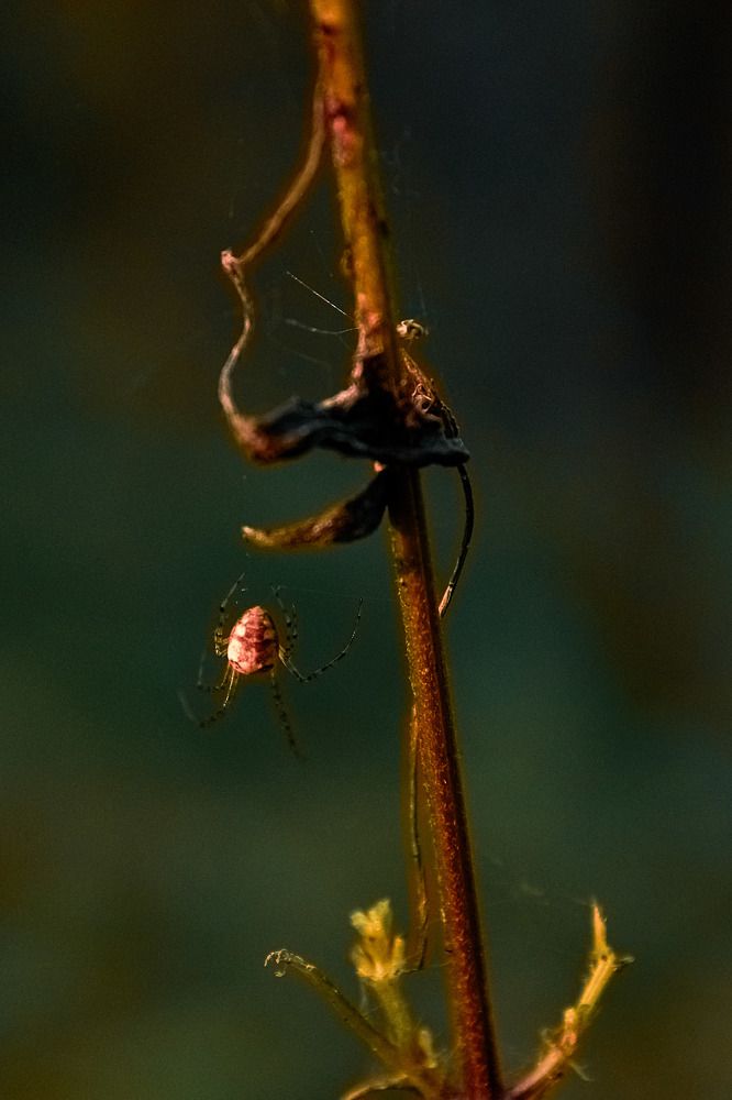 паучок на веточке/spider on a branch