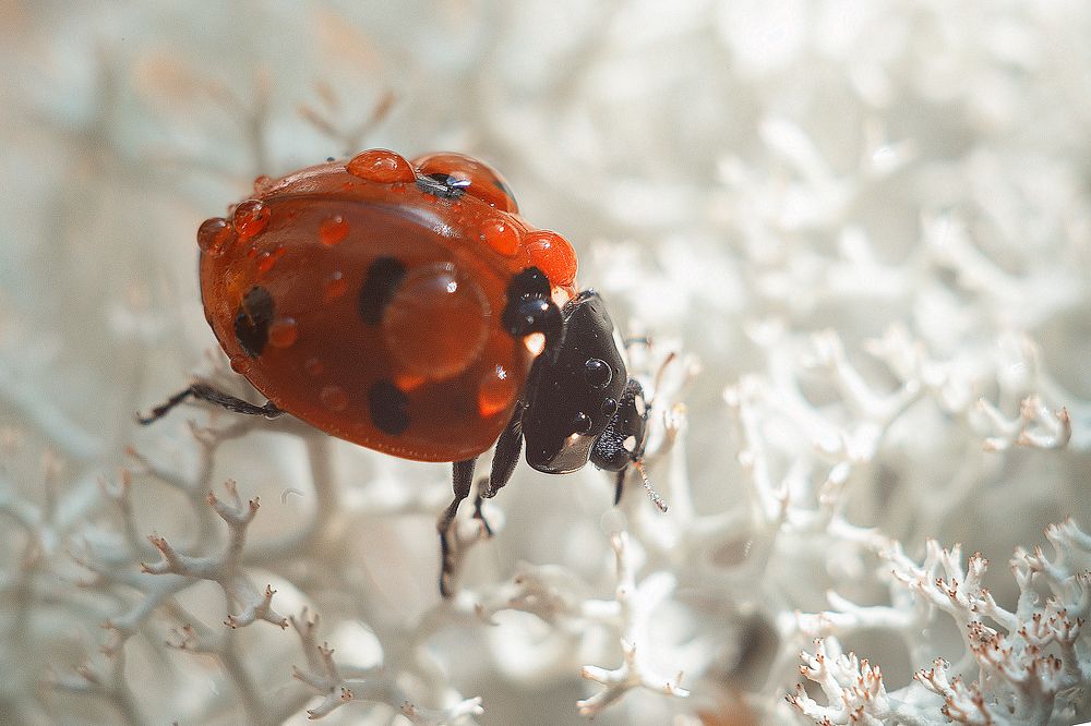 Photograph by Нурият Аллаярова