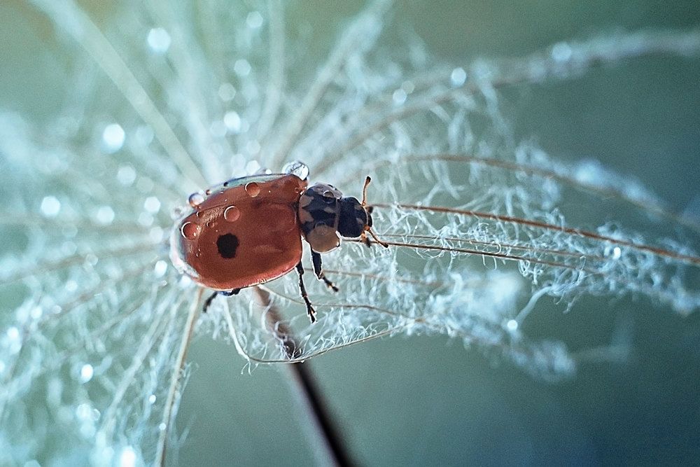 Photograph by Нурият Аллаярова