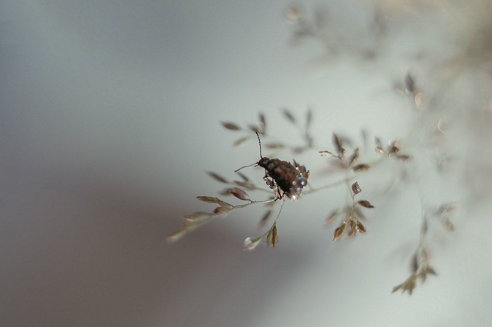 Одинокий листоед...