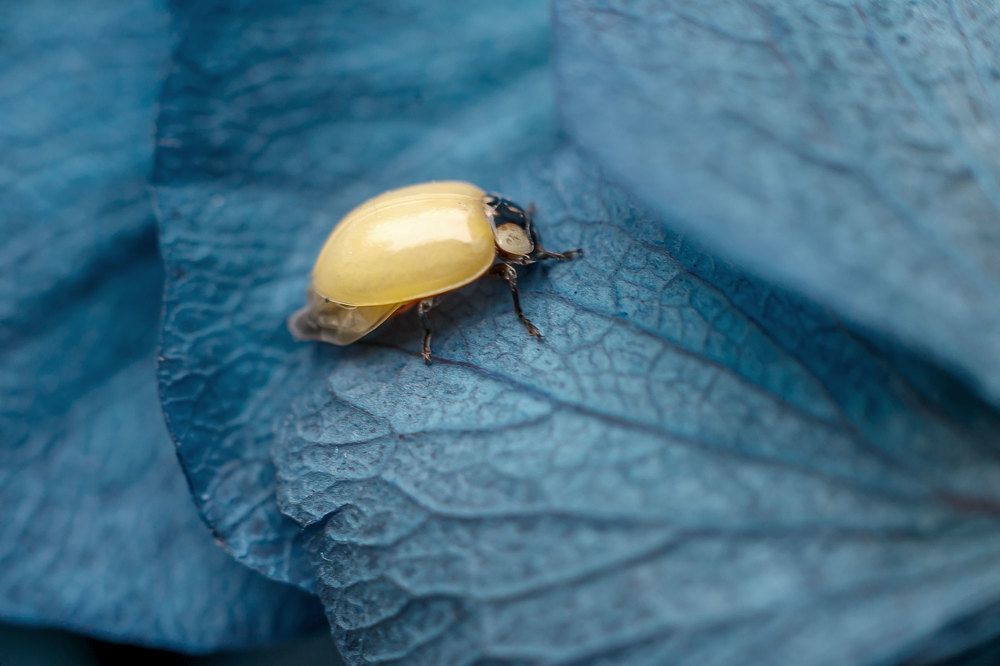 Новорожденная коровка