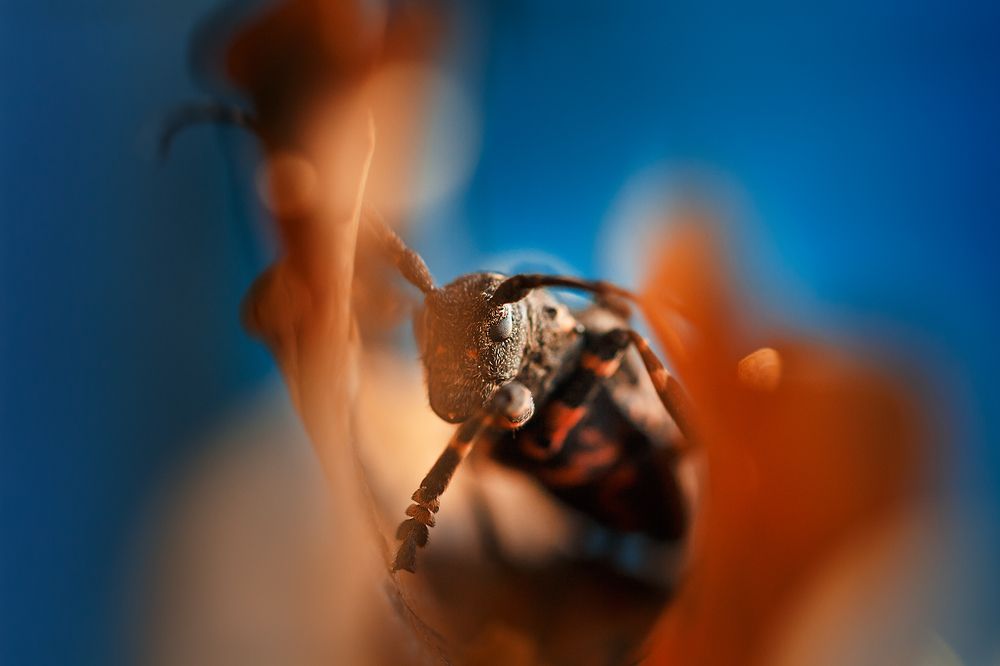 Осенний жук..