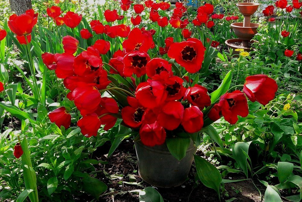 Весенние цветы