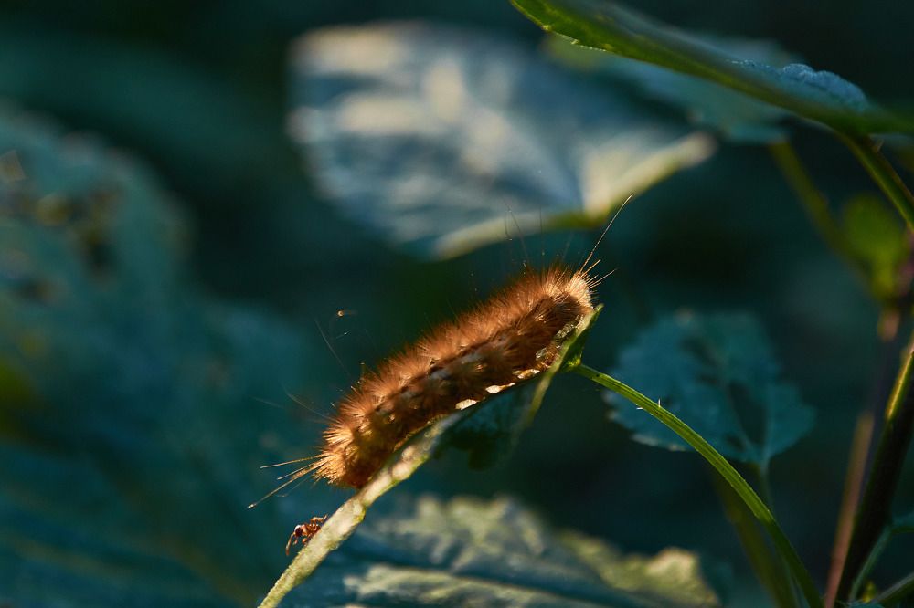 Муравей и гусеница/Ant and caterpillar