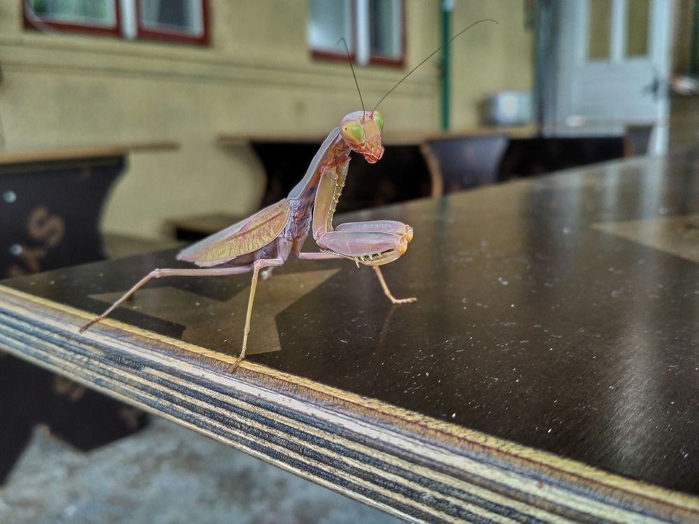 абхазский богомол