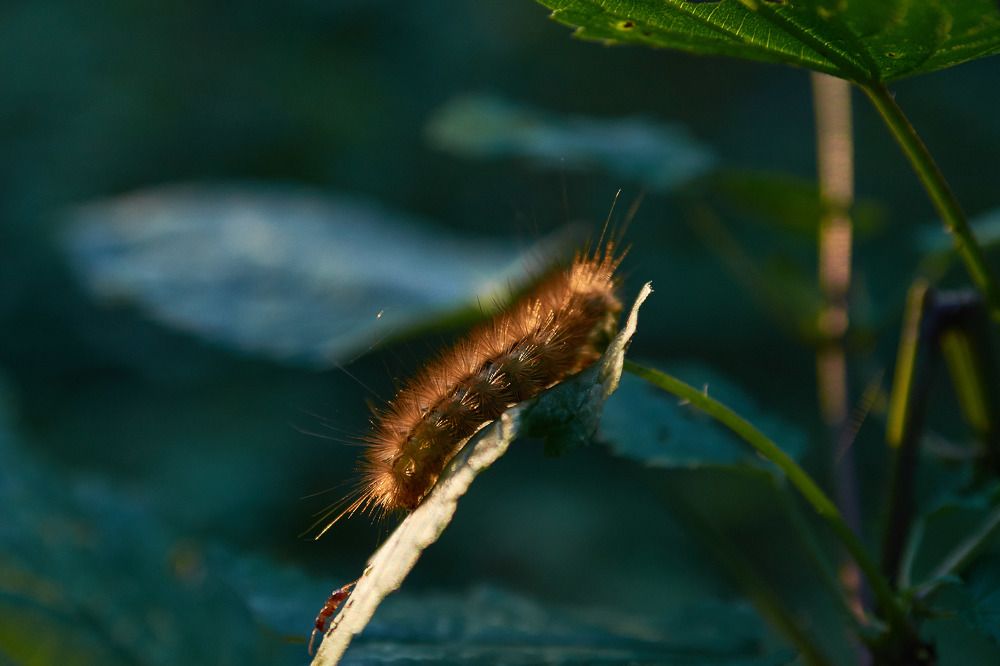 Муравей и гусеница/Ant and caterpillar