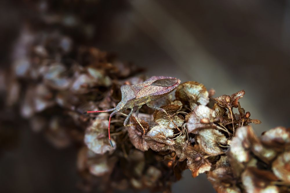 Маскировка