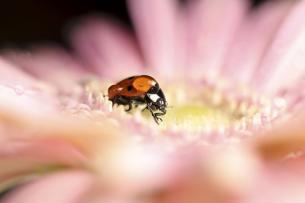 Фотография автора Dolli Pogrebnaya