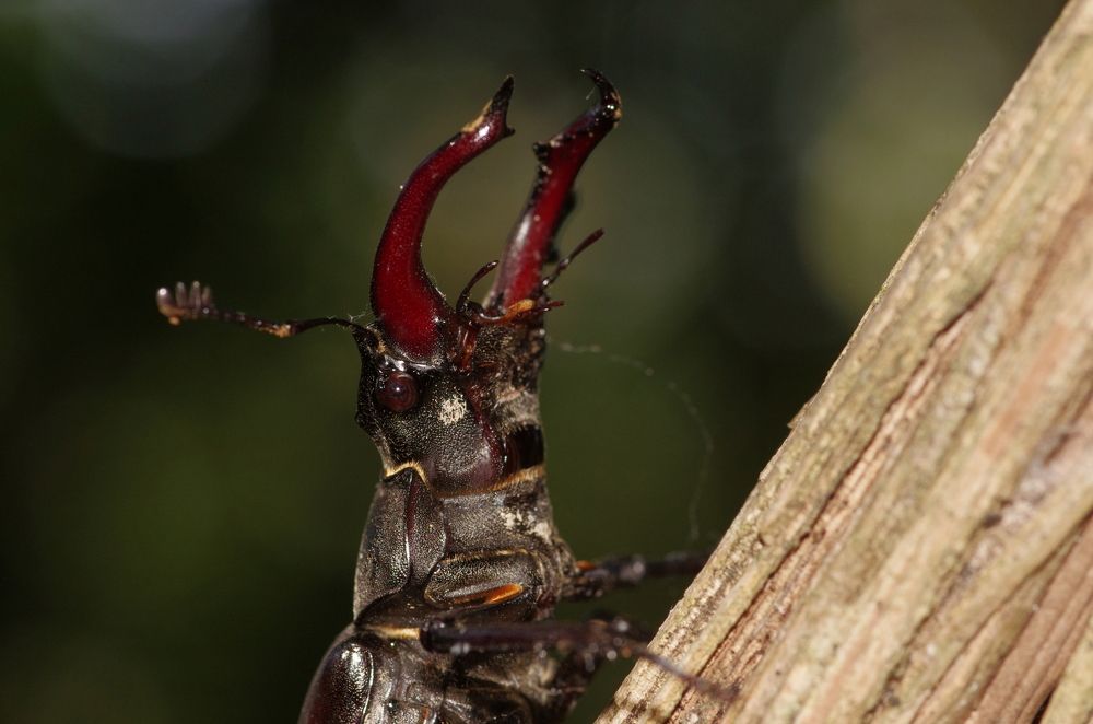 Lucanus cervus