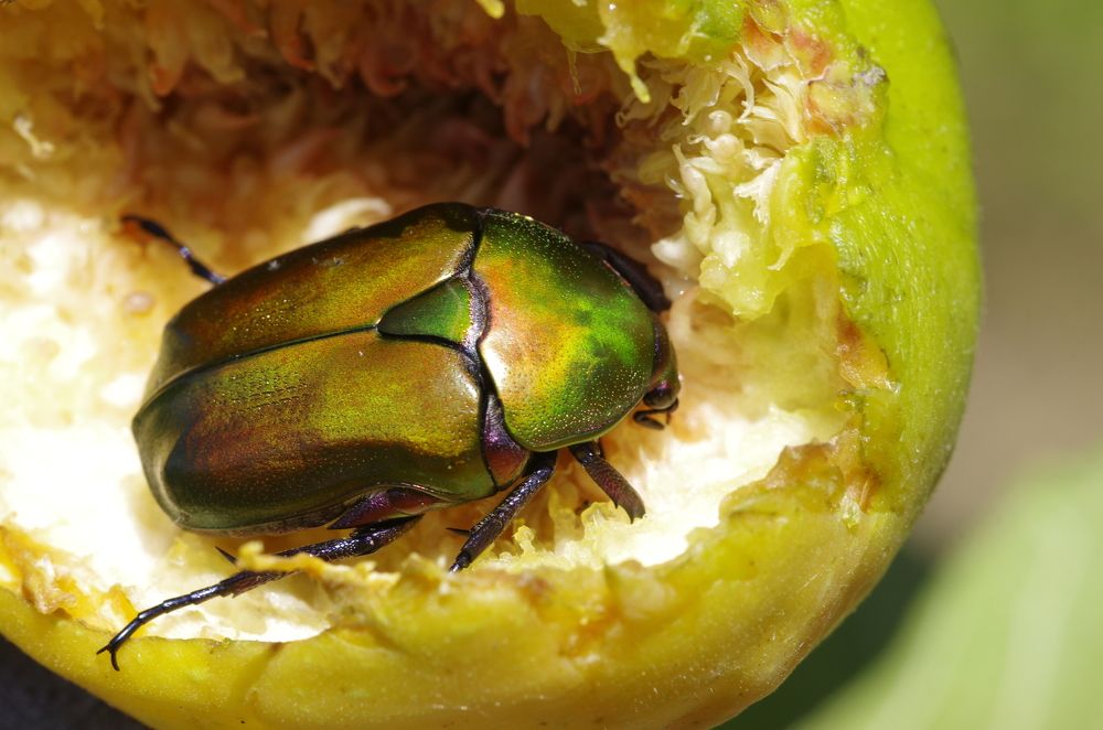 Protaetia cuprea eats a fig