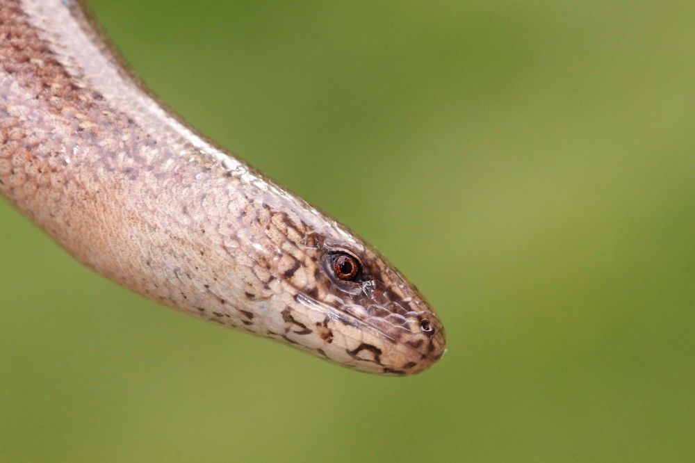 Slowworm