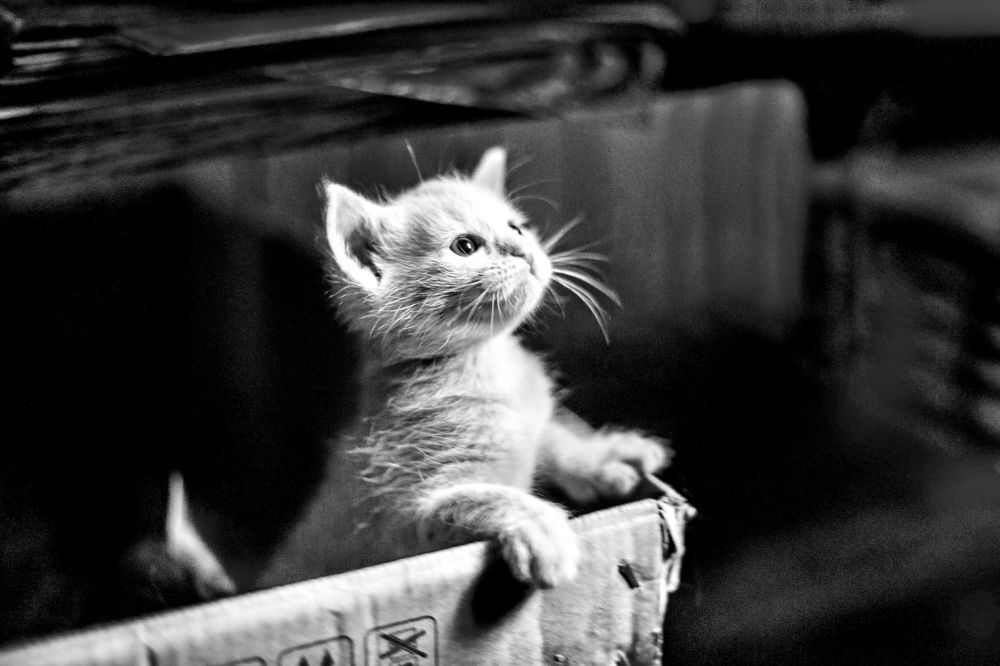 Новый мир за коробкой