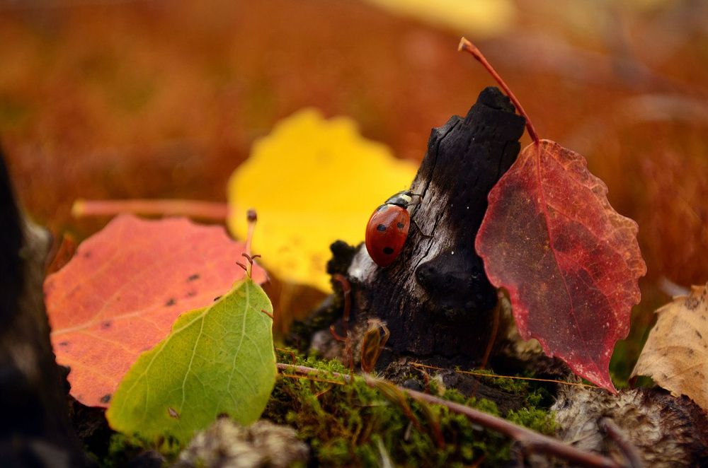 Photograph by Людмила Румянцева