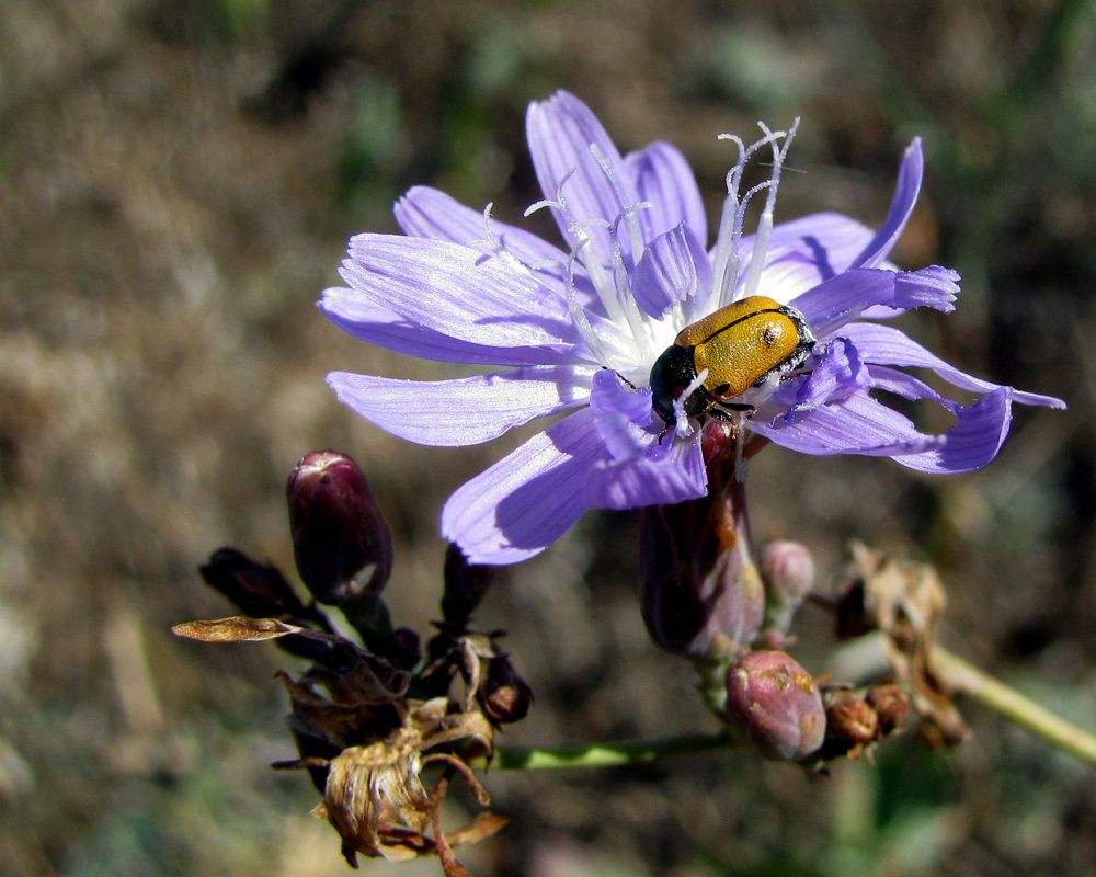 Скрытоглав верхушечный