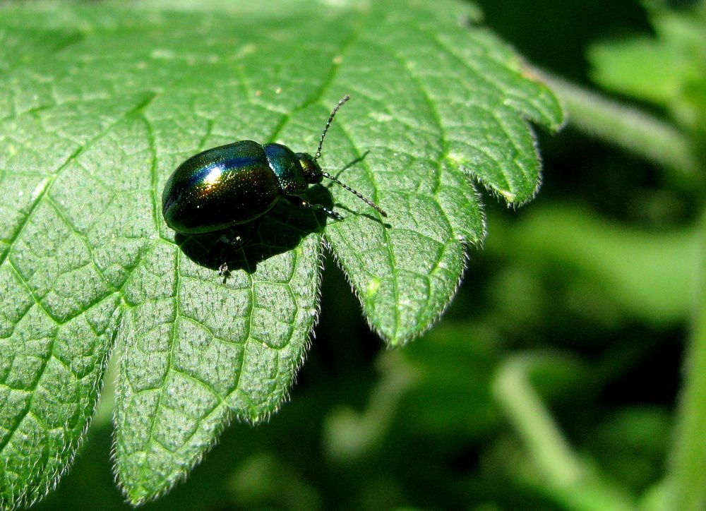 Листоед ясноточный