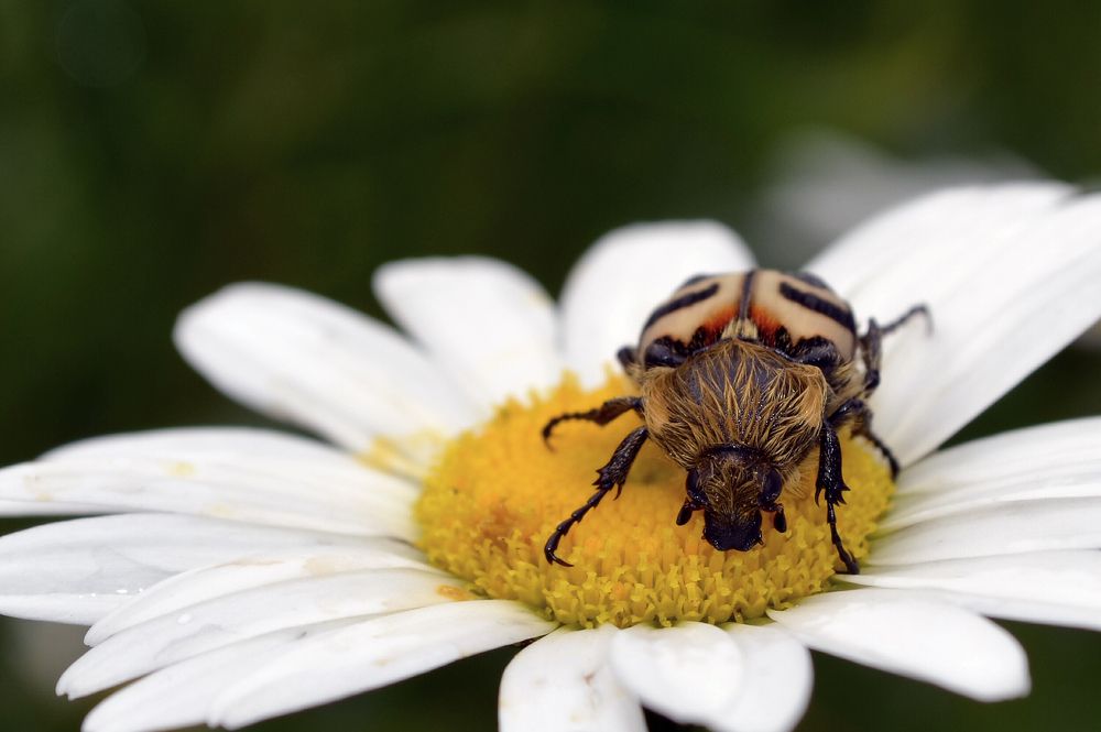 Photograph by Людмила Румянцева