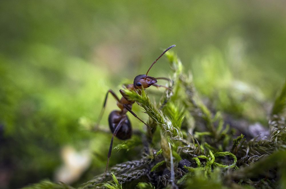 Ты чьих будешь?
