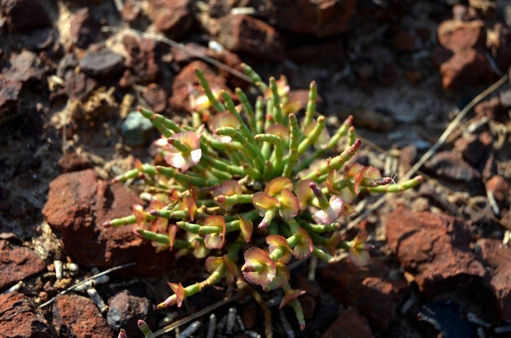 Ежовник меловой