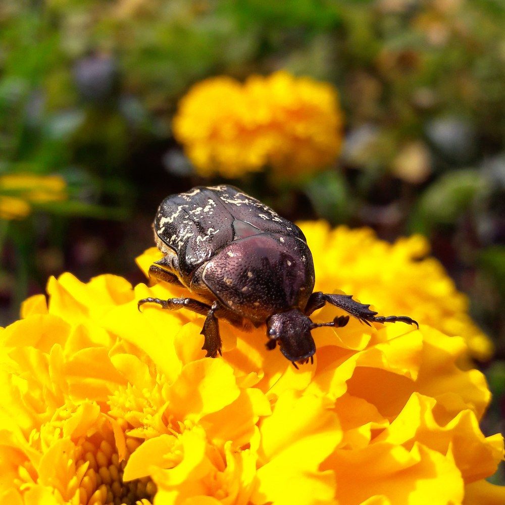 Полакомился нектаром