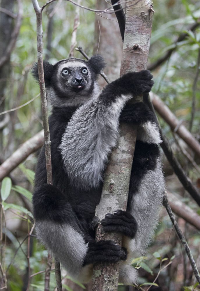 Индри - вот он!