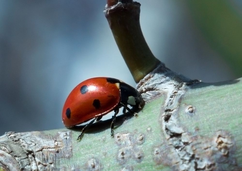 Весна пробуждение природы)