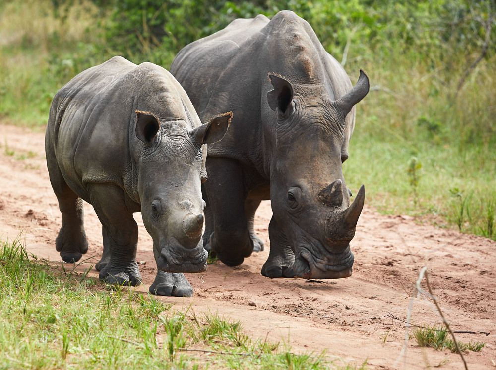 На черной Лимпопо