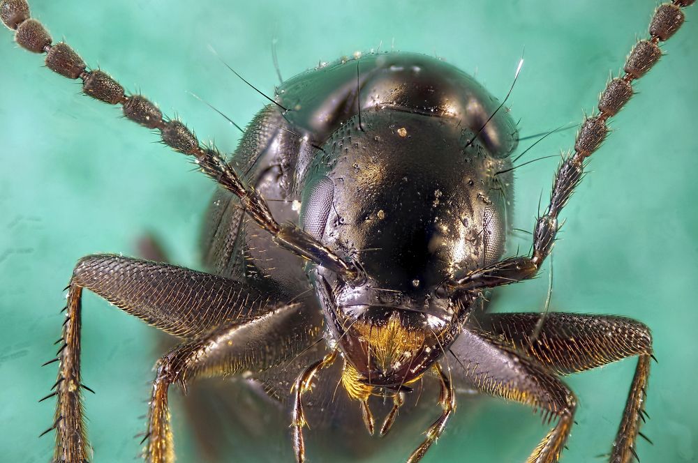 Стафилин великолепный