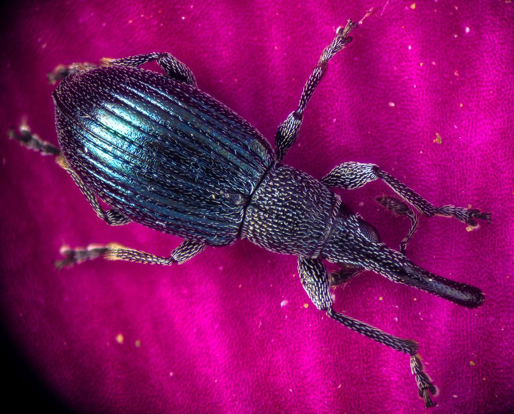 Долгоносик на мальве