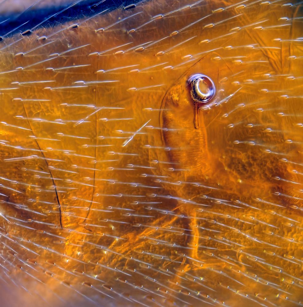 Сквозь ливень