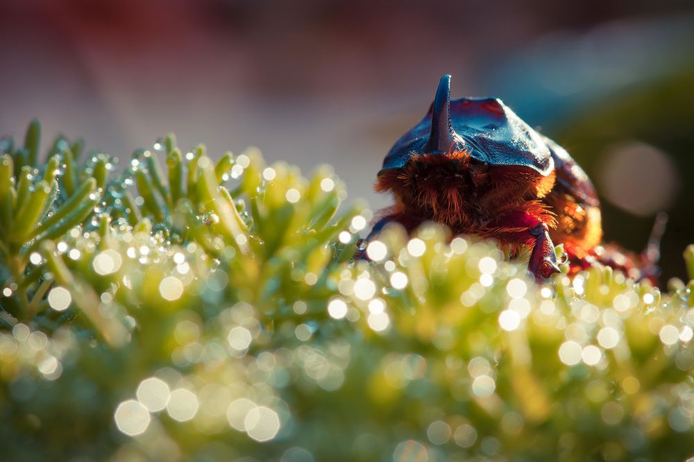 Жук НОСОРОГ