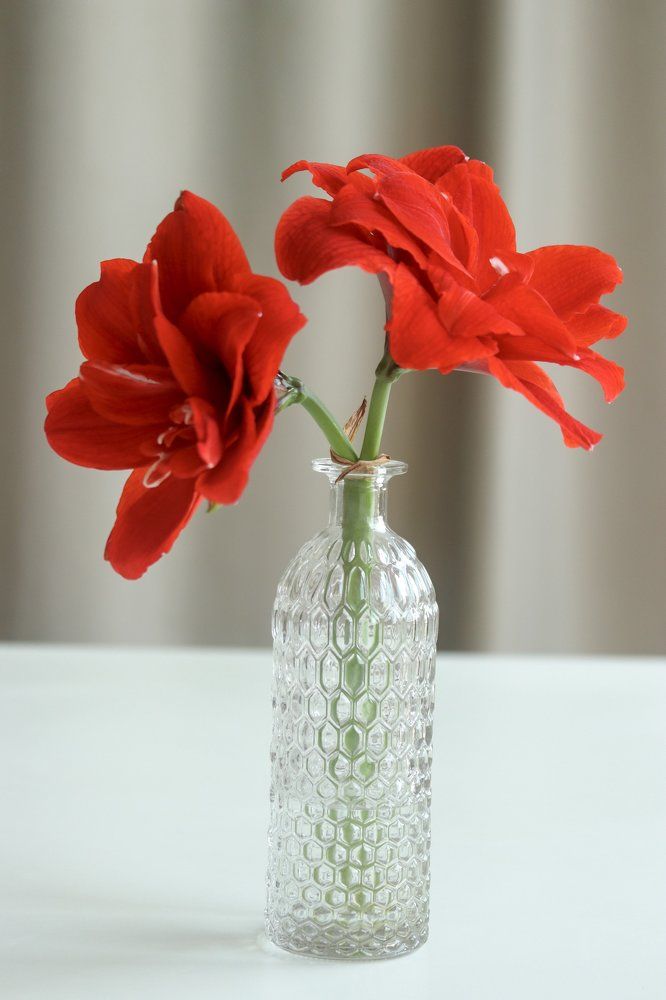 Blood Amaryllis