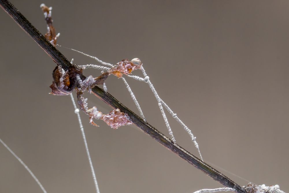 Искусство скульптуры из ледяного бисера